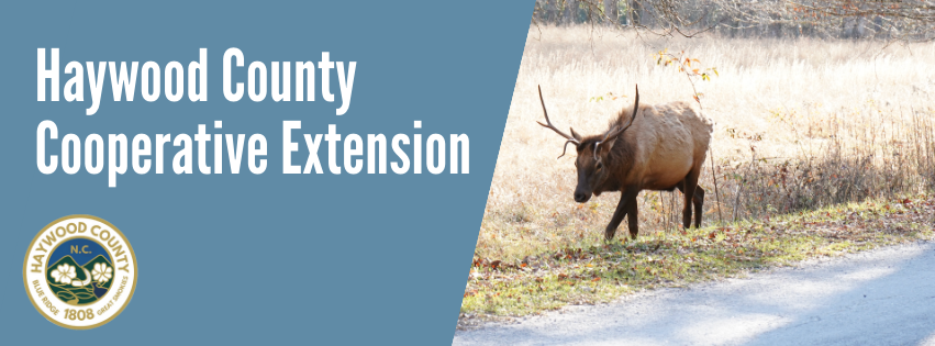 Haywood County Human Resources (3)