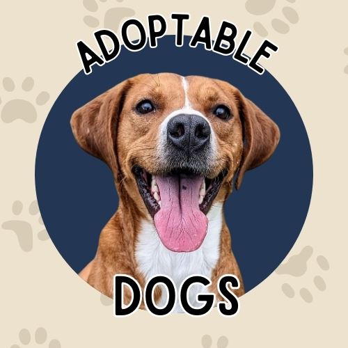 Adopt Dogs